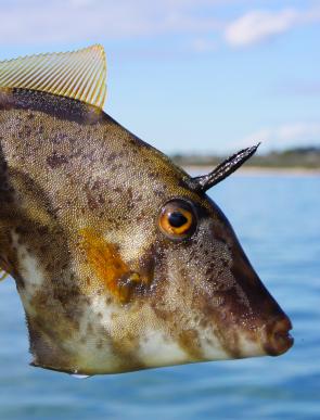 All leatherjackets are adorned with this spike on their heads, as well as their famous sandpaper-like skin. Both these features provide protection from predators.